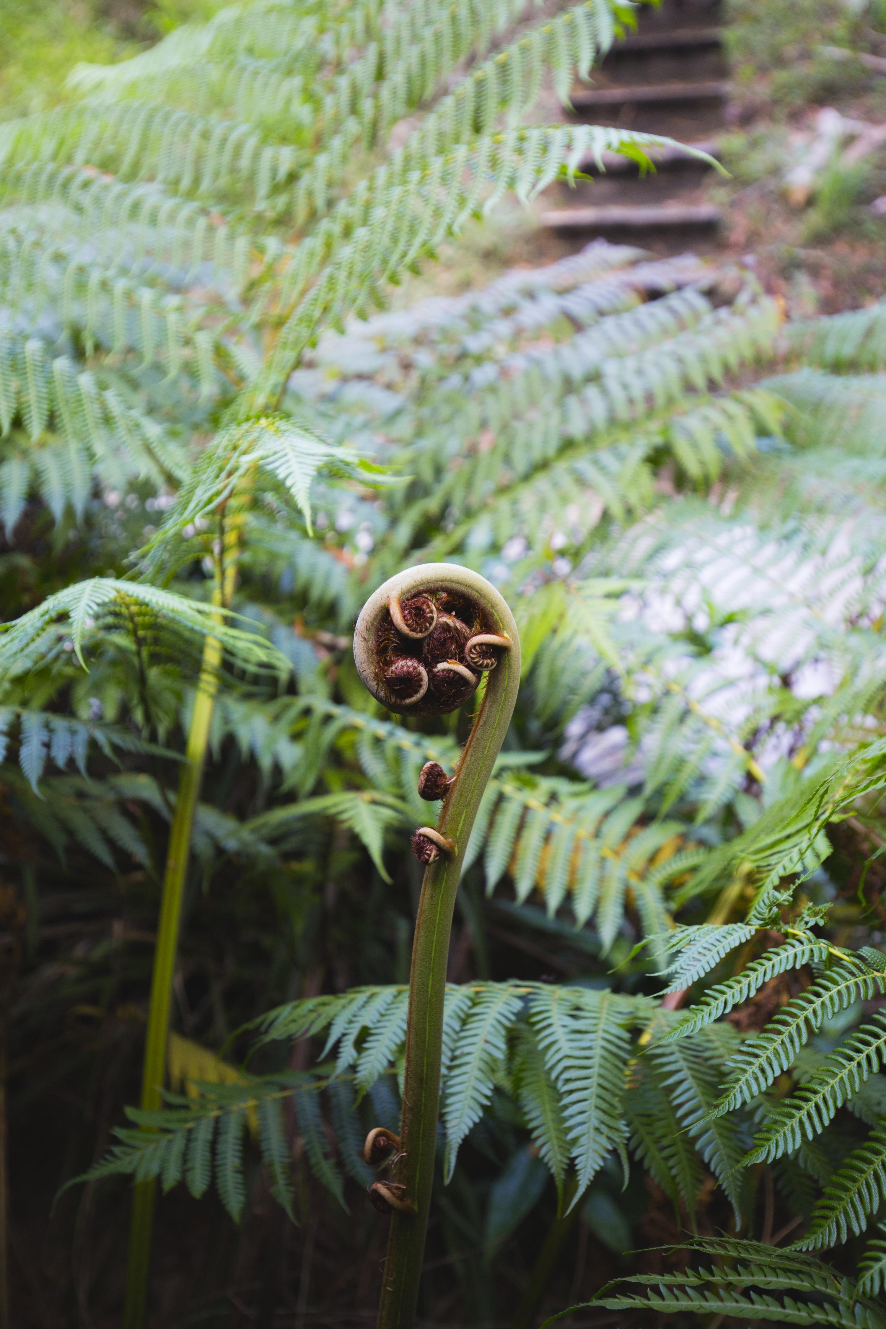 Laurel Hefferon cover photo